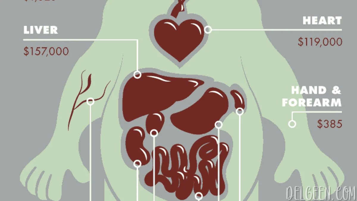 Самой дорогой орган человек. Стоимость человеческих органов на черном рынке. Сколько стоят органы человека. Сколько стоит сердце человека.