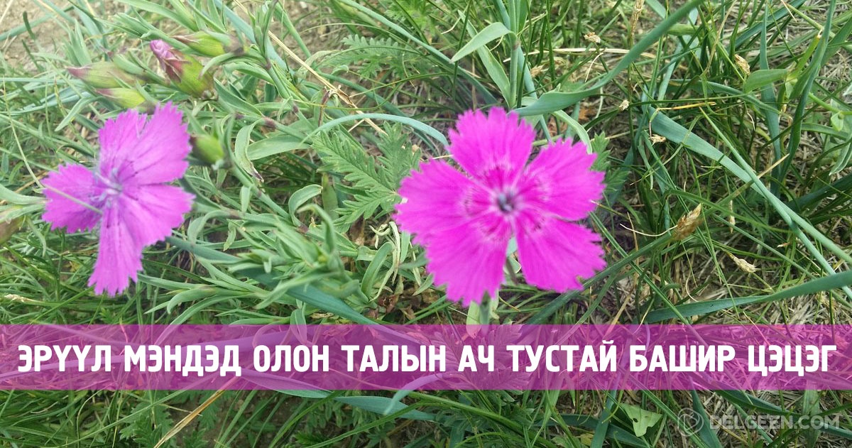 Монголд ургадаг башир буюу лиш цэцэг нь хорт хавдрын тархалтыг ...