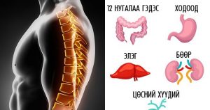 Нурууны мурийлт хүний бусад эд эрxтэнд маш сөргөөр нөлөөлдөг. Үүнийг ...